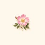 رز وحشی