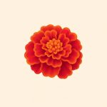گل همیشه‌بهار