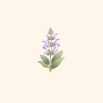 مریم‌گلی معطر