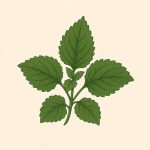 نعناع هندی